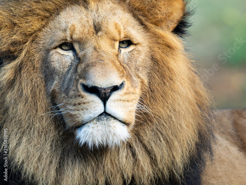 Fotografía Male African Lion Portrait with Direct Eye Contact, Captive, Werribee Open Range