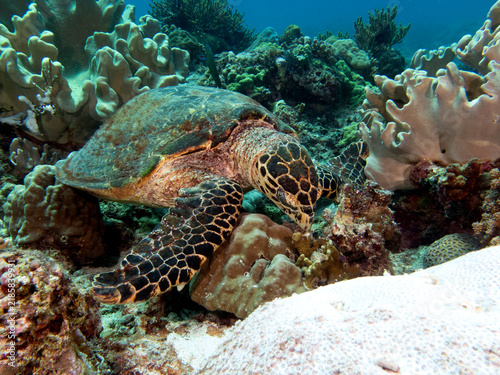 A Hawksbill turtle eating corals on a shallow reef Boracay Island Philippines