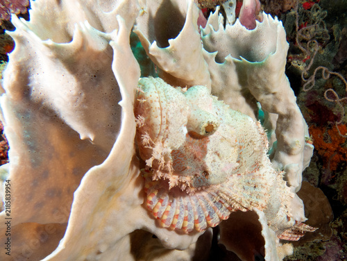 Bild auf Leinwand A Bearded Scorpionfish camouflaged on a coral Boracay Island Philippines