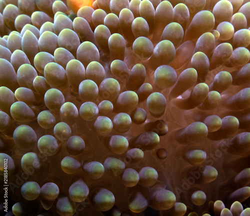 A close up view of a Sea anemone Boracay Island Philippines