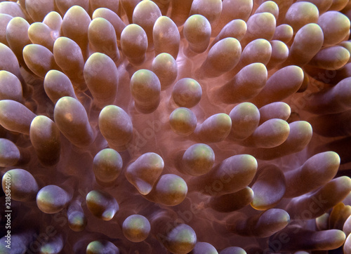 A close up view of a Sea anemone Boracay Island Philippines