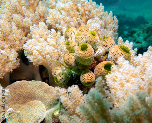 Robust sea squirts in a shallow reef Boracay Island Philippines