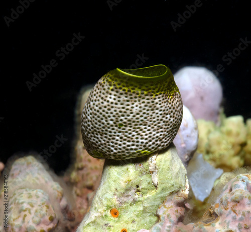 A Robust sea squirt in a shallow reef Boracay Island Philippines