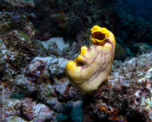 Ox heart ascidian soft coral Boracay Island Philippines