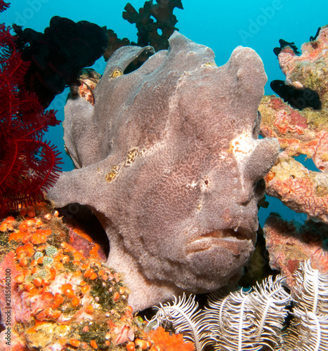 A Grey Frogfish camouflaged on corals Boracay Island Philippines