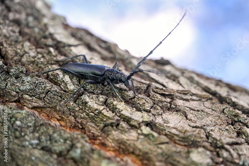 Bild auf Leinwand Great capricorn beetle resting on a tree trunk in its natural woodland habitat