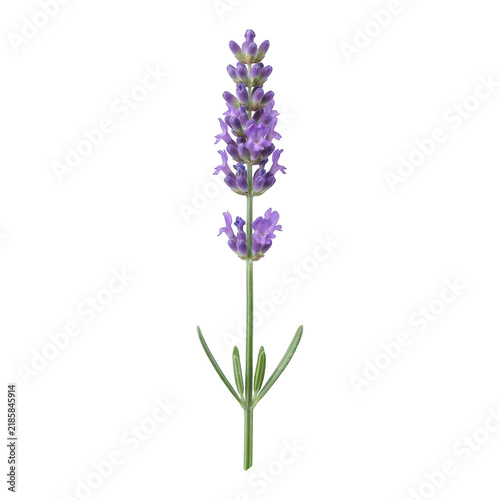 Single sprig of fresh purple lavender flower isolated on a clean white background