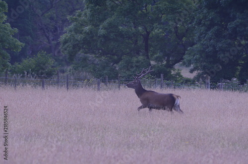 Obraz na płótnie landscape  and red deer, red deer, male, , Uk, grass, Hebrides,