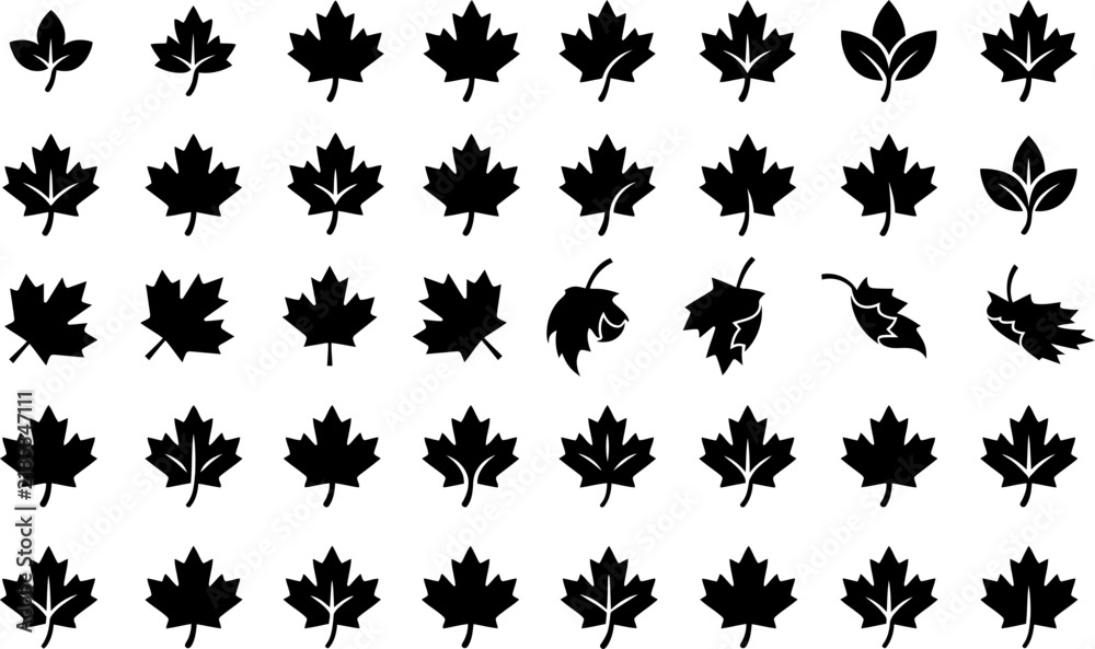 Fototapeta premium A comprehensive collection of diverse black silhouette maple leaf icons isolated on a clean white background for design