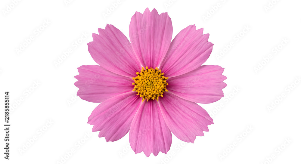 Obraz premium Pink cosmos flower with yellow center isolated on transparent background