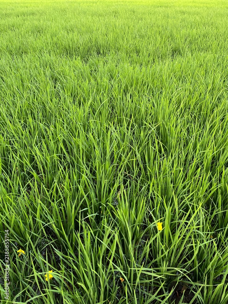 Obraz premium Lush Green Rice Field with Fresh Growing Rice Plants