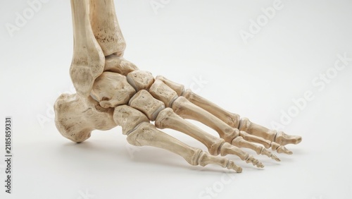 Foto Human Foot Skeleton, Detailed Anatomy Illustration, Medical Education Resource,