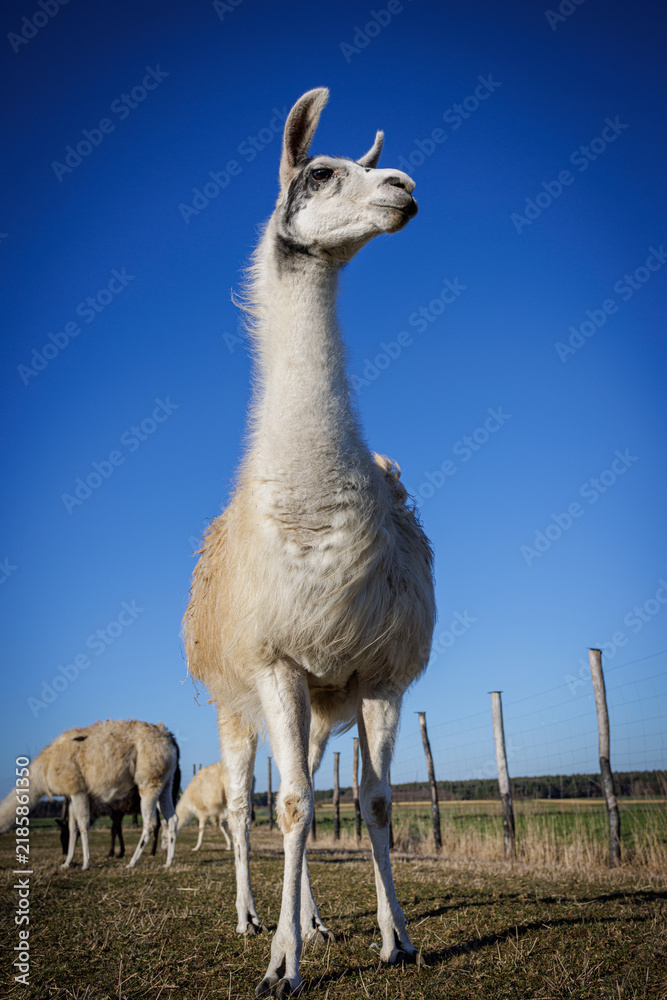 Fototapeta premium Llama