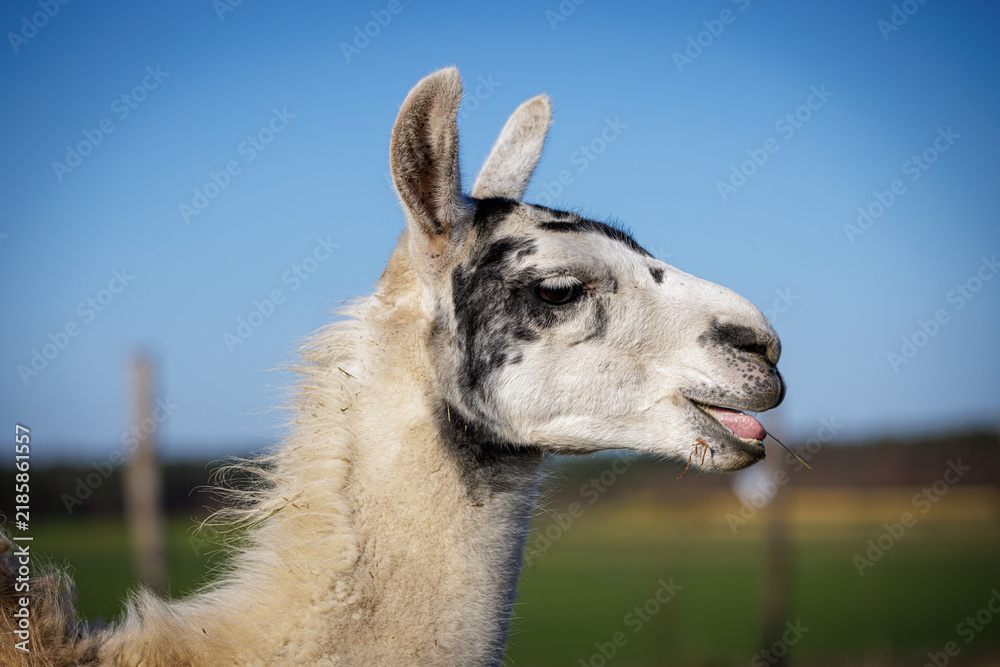 Fototapeta premium Llama