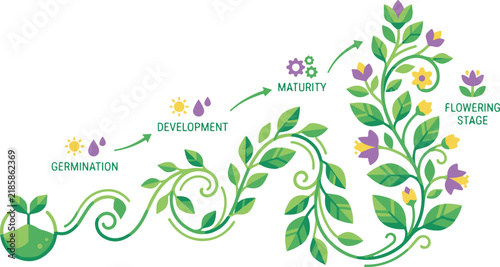 A decorative botanical growth cycle showing germination, development, maturity, and flowering stages with swirling stems, green leaves, and purple and yellow flowers on a white background