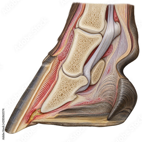 Equine Solar Hoof Abscess Cross Section on Transparent Background