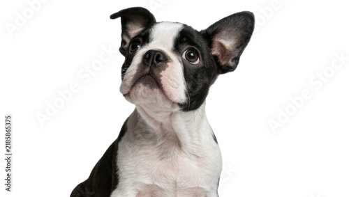 Obraz na plátně Black and white Boston Terrier puppy looking up curiously, isolated on transpare