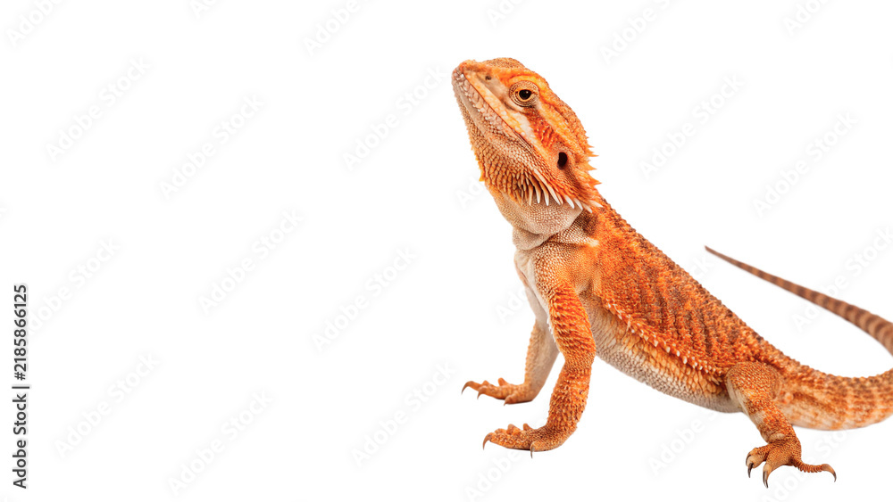 Fototapeta premium Exotic orange bearded dragon lizard walking alertly isolated on transparent background