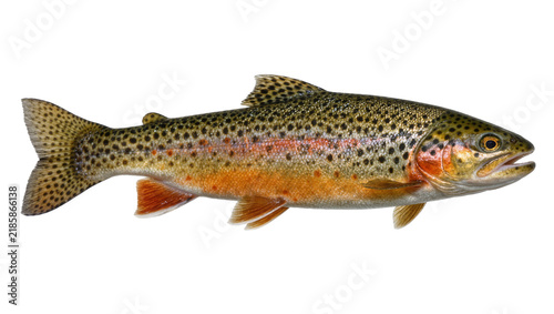 Bild auf Leinwand Detailed trout fish with colorful scales and spots, isolated on transparent back
