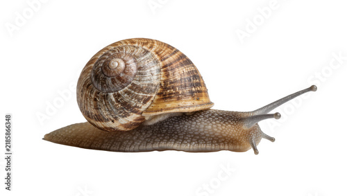 Obraz na płótnie Brown garden snail with spiral shell, isolated on transparent background