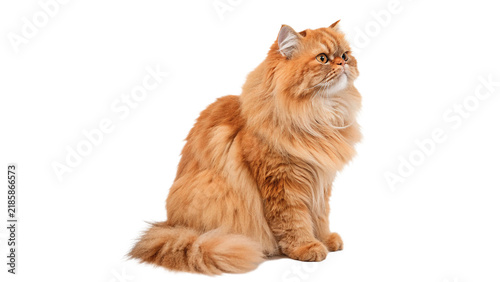 Fotografie Fluffy domestic ginger cat sitting calmly looking forward isolated on transparen