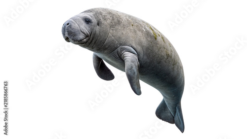 Фотография Gentle wild marine manatee swimming calmly isolated on transparent background