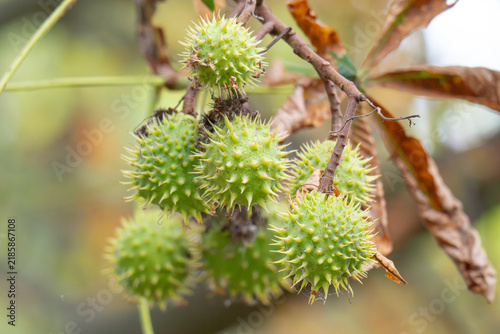 Obraz na płótnie spiky chestnuts