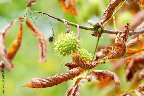 Obraz na płótnie spiky chestnuts