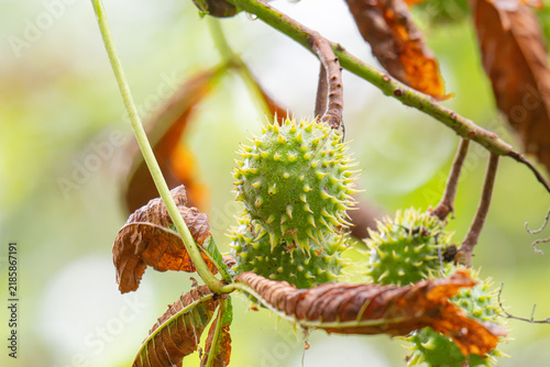 Obraz na płótnie spiky chestnuts