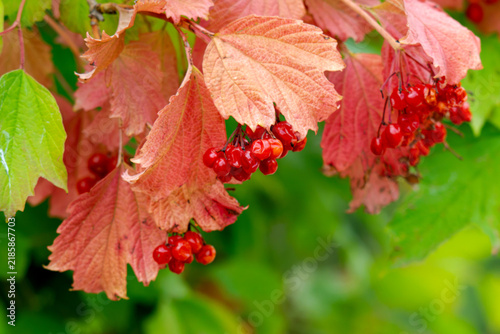 Cuadro en lienzo red clusters of viburnum berries