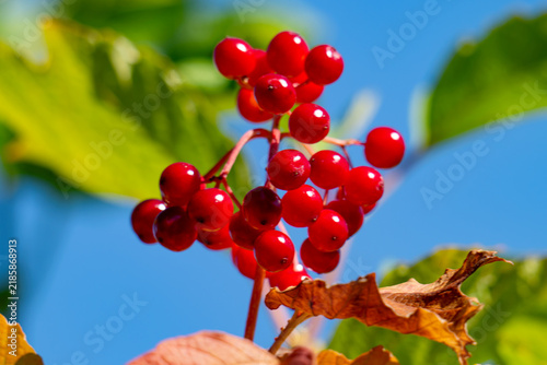 Obraz na płótnie red clusters of viburnum berries