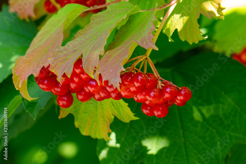 Canvastavla red clusters of viburnum berries