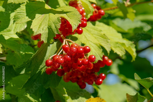 Canvastavla red clusters of viburnum berries