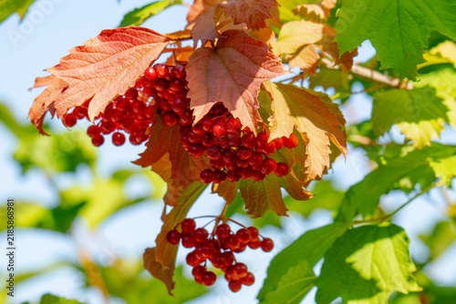 Foto red clusters of viburnum berries