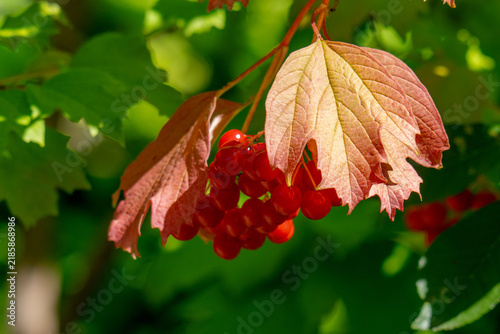 Cuadro en lienzo red clusters of viburnum berries