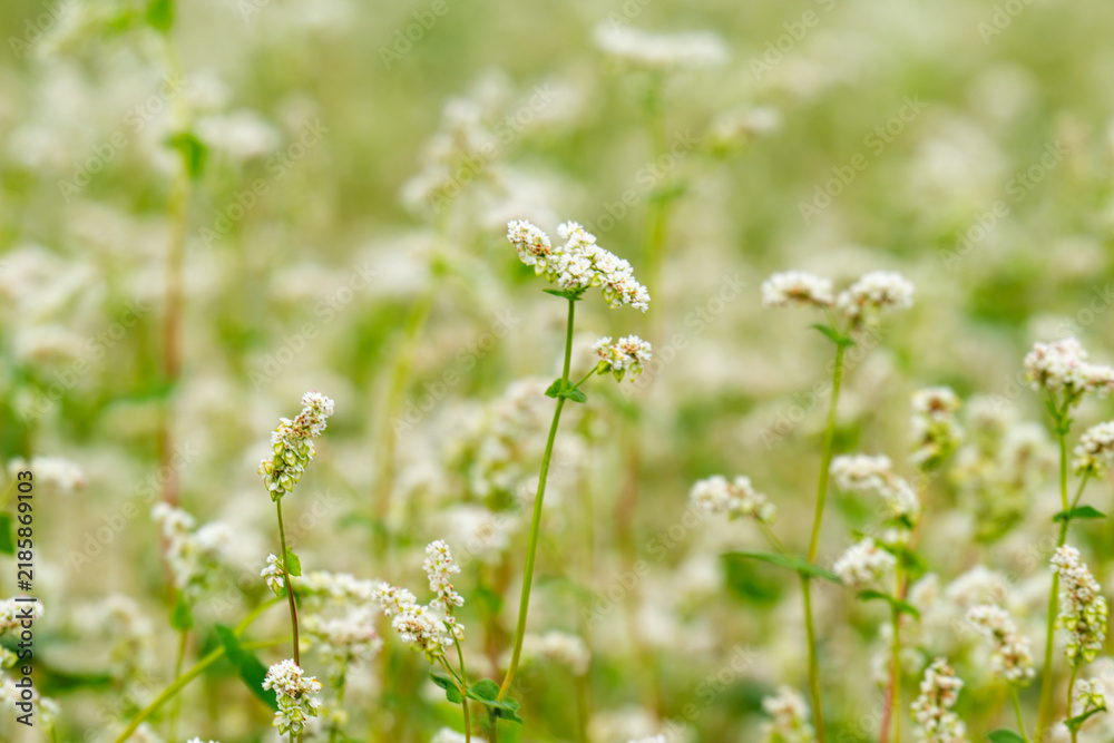 Obraz premium Close-up of a blooming buckwheat field