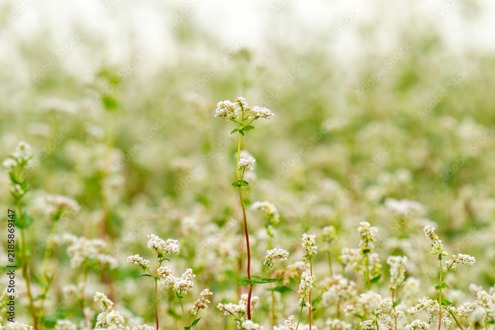Obraz premium Close-up of a blooming buckwheat field