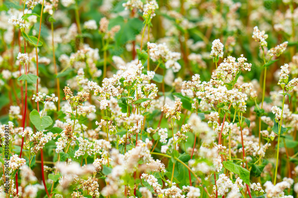 Obraz premium Close-up of a blooming buckwheat field