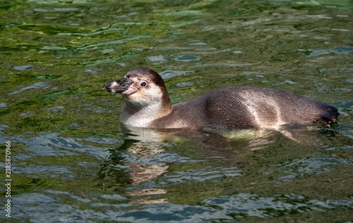 Fotografie A Humboldt penguin—a species of the banded penguin genus—swimming in greenish water