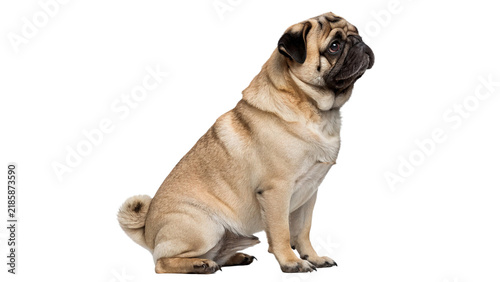 Foto Cute small pedigree pug dog sitting calmly looking forward isolated on transpare