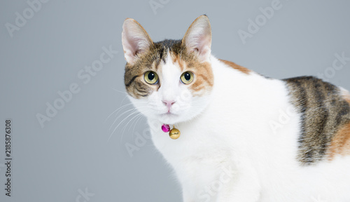 Close up portrait of a calico cat looking at camera on gray background in studio.