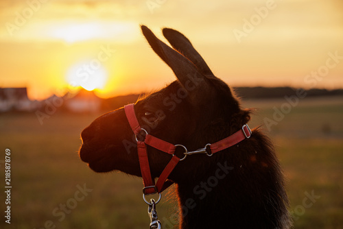 Obraz na płótnie Llama