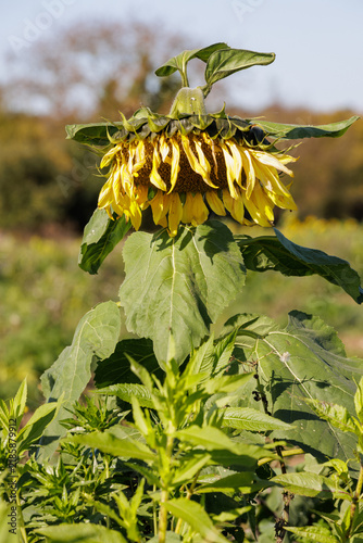 Sonnenblume