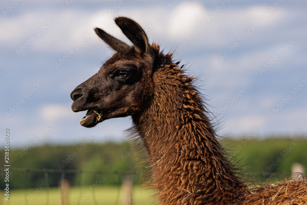 Fototapeta premium Llama