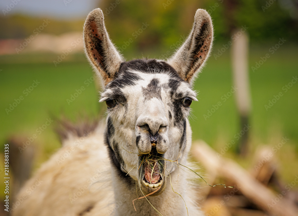 Fototapeta premium Llama