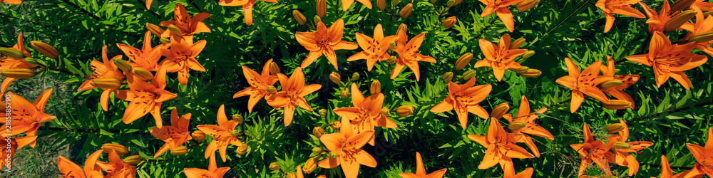 Fototapeta premium Nature flower background. Flowering red lilies