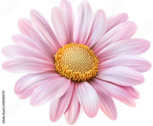 Delicate pink daisy flower with a golden center, showcasing springtime floral beauty, isolated on transparent background