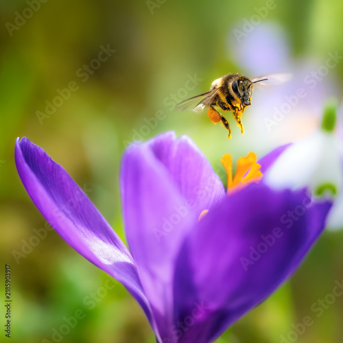 Honey bee hovering over purple crocus flower