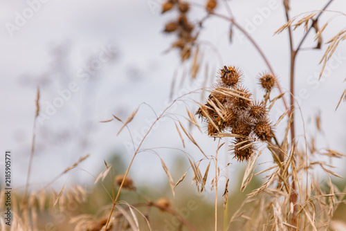 Great burdock (Arctium lappa). Dry spherical baskets of burdock among autumn field grasses