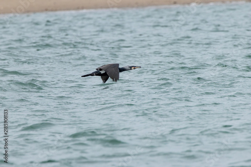 Canvas Print Adult great cormorant flying over the sea